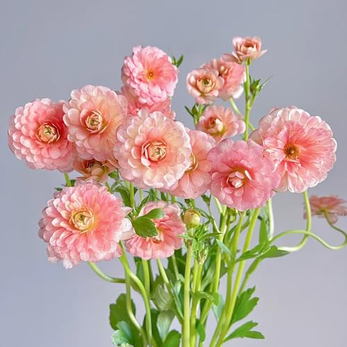 cebollas ranúnculos resistentes, Decoración de oficina, decoración de jardín para exterior. Los bulbos de flores son perennes y resistentes. Decoración de balcones, plantas de sombra. 10pcs