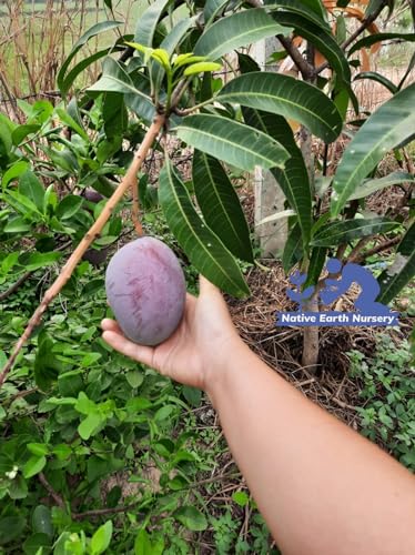 Purple Miyazaki Mango Plant Original Variety - Grafted Japanese Live Fruit Tree Height 3 feet, Pack Of 1 Plant