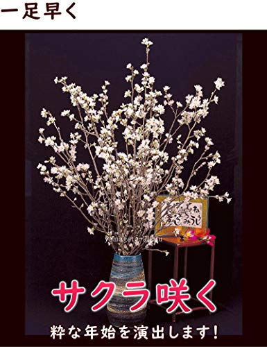 花の咲かない時期の桜の木の見分け方 トゥインクル シンガポール上陸