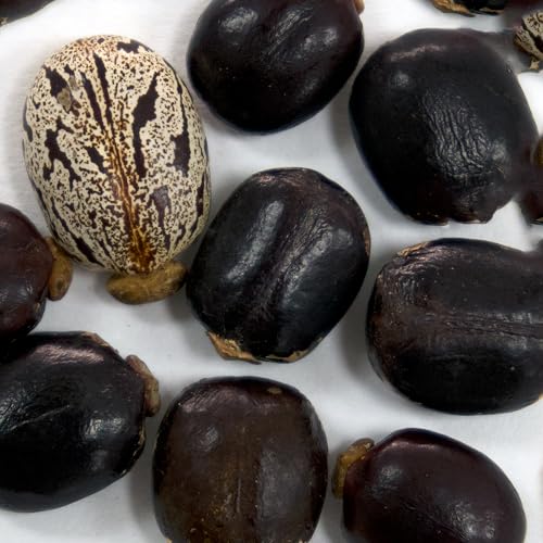 Palm Beach Medicinal Herbs - Red Giant Castor Bean - Packet of 10 Seeds