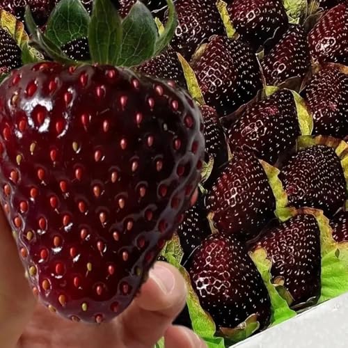 Semi di fragola, regali sostenibili regali da giardino biologici per luoghi soleggiati di regali del giardino 250pcs