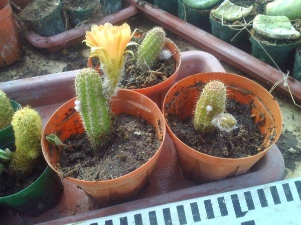 Amazon.co.jp: 即落込み,サボテンのカマエケレウス白檀の子株,オレンジ