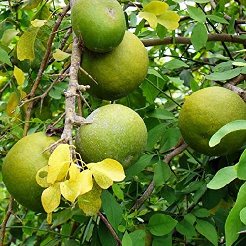 SHOP 360 GARDEN - Pack of 100 grams - Aegle Marmelos, Bel Tree, Bilva Patra, Bengal quince, Maredu, Indian Bael, Golden Apple Fruit Tree Seeds for planting (B07XB3GWJ4) Amazon Price History, Amazon Price Tracker