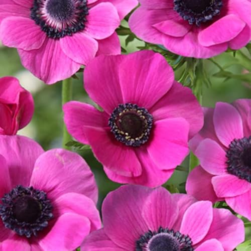 アネモネ 【 一重咲き 桃 】 球根 25ml ピンク 秋植え プランター栽培 花壇 花の大和のサムネイル