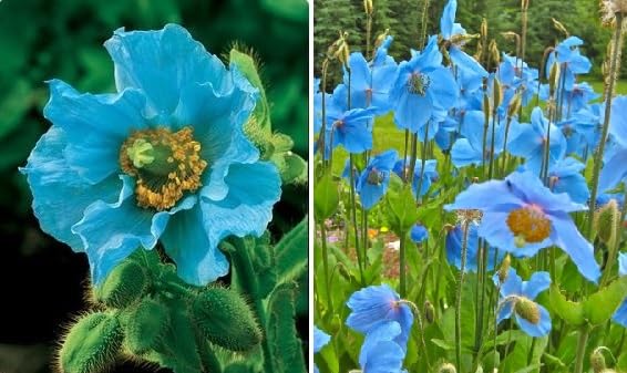 Himalayan Blue Poppy Meconopsis Betonicifolia 100+ Seeds