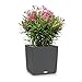 Lechuza 15382 Cube Cottage 40 Self-Watering Planter for Indoor and Outdoor Use, 15