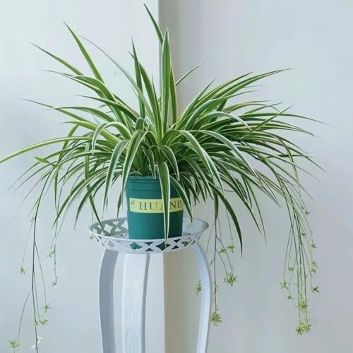 semi di pianta d'appartamento pianta ragno, semi di fiori, giardino Acquista semi di piante ragno semi di fiori di campo perenni resistenti, piante perenni perenni resistenti 30pcs