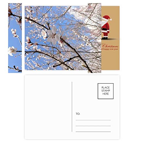 Cartes postales en fleurs de cerisier pour sublimer vos vœux et invitations poétiques
