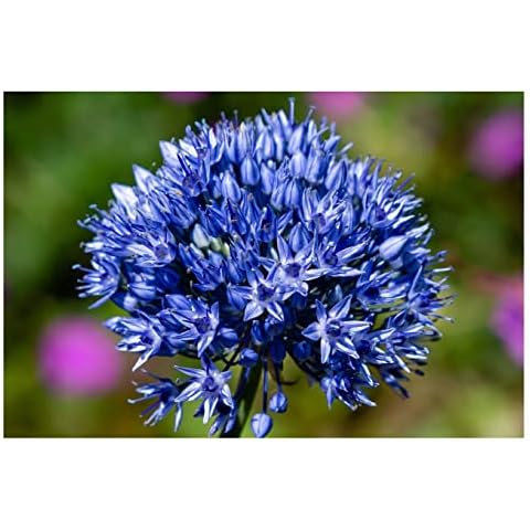 Oliwier's Bulbs 10x Allium Caeruleum Azureum Blue Early Spring Flowering Bulbs Garden Perennial Plants Cover