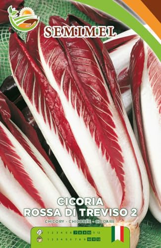 Semi di Cicoria Rossa di Treviso – Varietà Tradizionale a Cespo Eretto con Foglie Rosso Vivo e Nervatura Bianca, Ideale per Orto Domestico e Coltivazione Stagionale 2 Confezioni