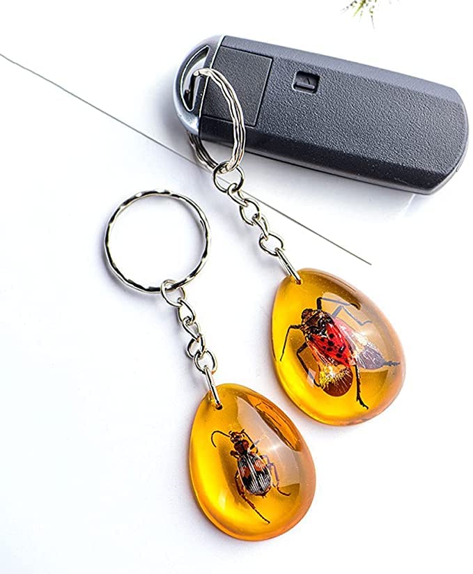 Amazon.co.jp: 6個本物の昆虫キーホルダーカブトムシ動物標本収集昆虫