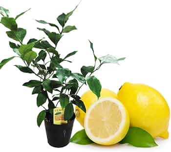 51Rkt6AtW5L._AC_UF350,