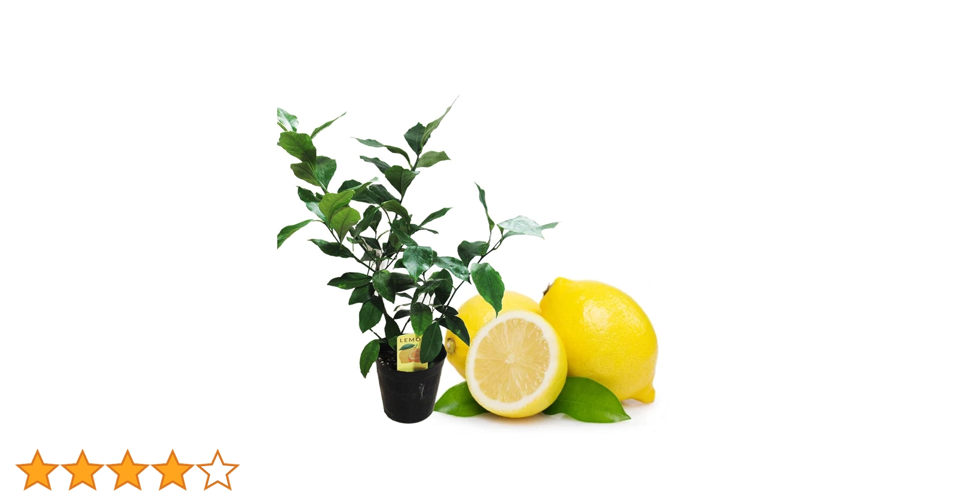 Amazon.co.jp: レモンの木 「 とげなしレモン 」 挿木苗 15cm