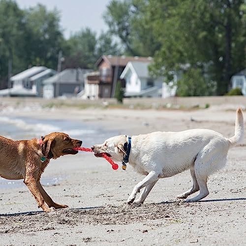 KONG – SafeStix – Robustes Apportierspielzeug aus Flexiblem, Sicherem Material – Für Große Hunde