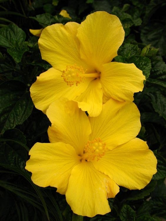 Image of Live Yellow Hibiscus Flower Plant, Gudhal (गुडहल) Live Flower PLant For Gardening and Indoor, Hibiscus rosa-sinensis Flower Plant, 1 Live Plant With Plastic Pot