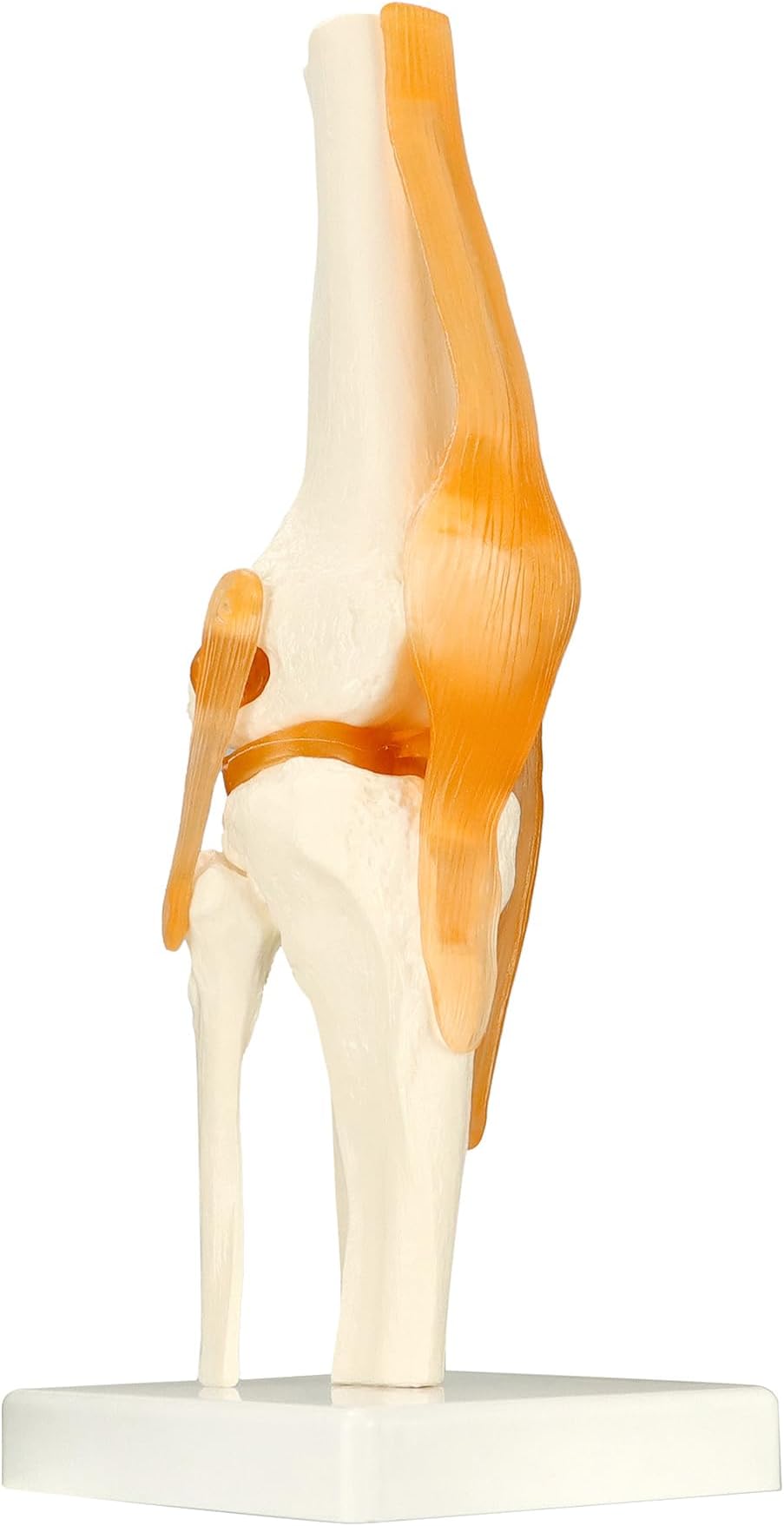 QWORK® Human Knee Joint Anatomical Model, 30.5 cm, Life Size Knee Skeleton with Ligaments on Base, for Classroom Teaching and Patient Education