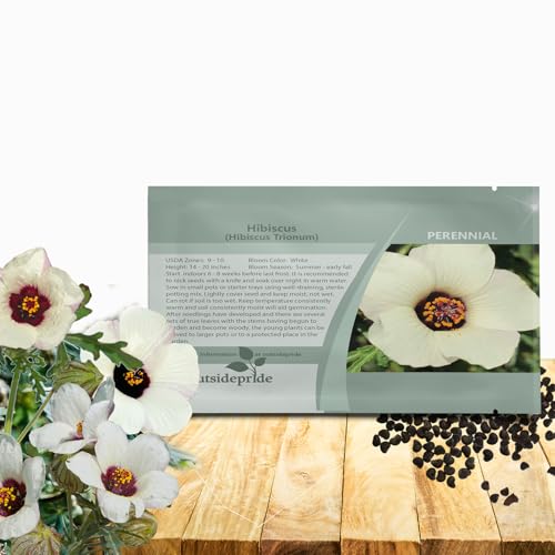 Outsidepride Trionum Hibiscus Seeds - 250 Pcs Perennial Flower Seeds for Planting...