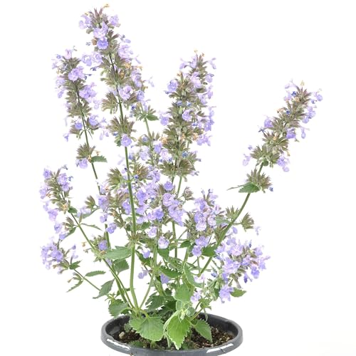Nepeta faassenii Cats Meow Catmint Flowering Plant pollinator Magnet with Blue-Lavender Blooms and Refined Growth Cnt Sz: 4.5