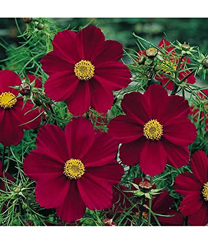 Royal Paradise Garden Cosmos Seeds VERSAILLES RED Rich and majestic bright-red 30 seeds (B094DPGGBV) Amazon Price History, Amazon Price Tracker