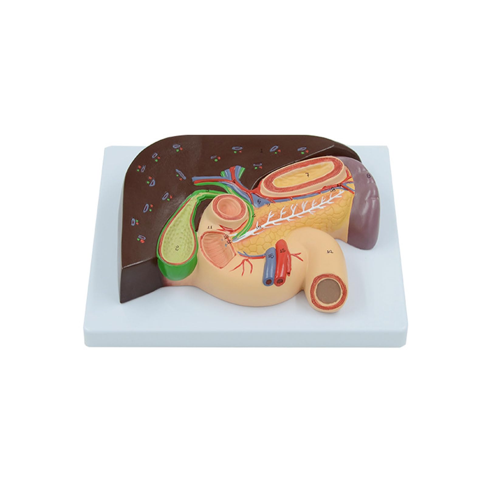 GTHTUHFD Human Liver Model,Splenic Model,Teaching Model,Human Pancreas Liver Duodenum Liver And Gallbladder Model,Anatomy Educational Teaching Tool Skeleton Model