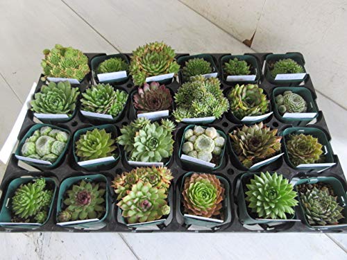 Amazon.co.jp: プランツネット(Plants Net) 多肉植物 センペルビマム