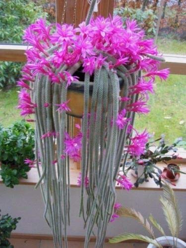 Cactus Seeds Pink Rare Stunning Flowers seeds Exotic Succulent (B07PRKF9G9) Amazon Price History, Amazon Price Tracker