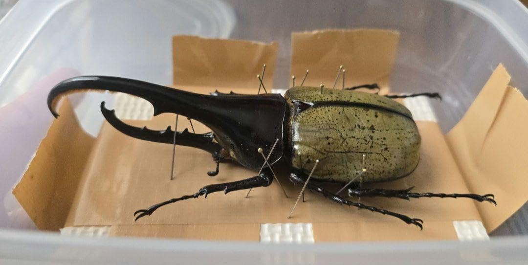 カブトムシ 標本 透明ケース入り ヘラクレスオオカブト