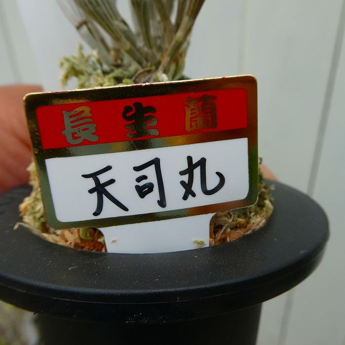 Amazon.co.jp: 長生蘭 天司丸 セッコク 苗 3号鉢 斑入り 石斛 山野草