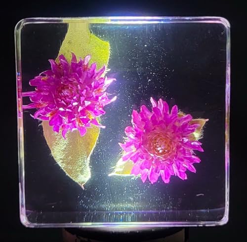 Image of 38mm Real Purple Globe Amaranth Flower in Crystal Clear Lucite Resin Specimen Dried Pressed Botanist Herb Herbarium Crafts Collection for Botany Science Education & Desk Ornament Display Supplies
