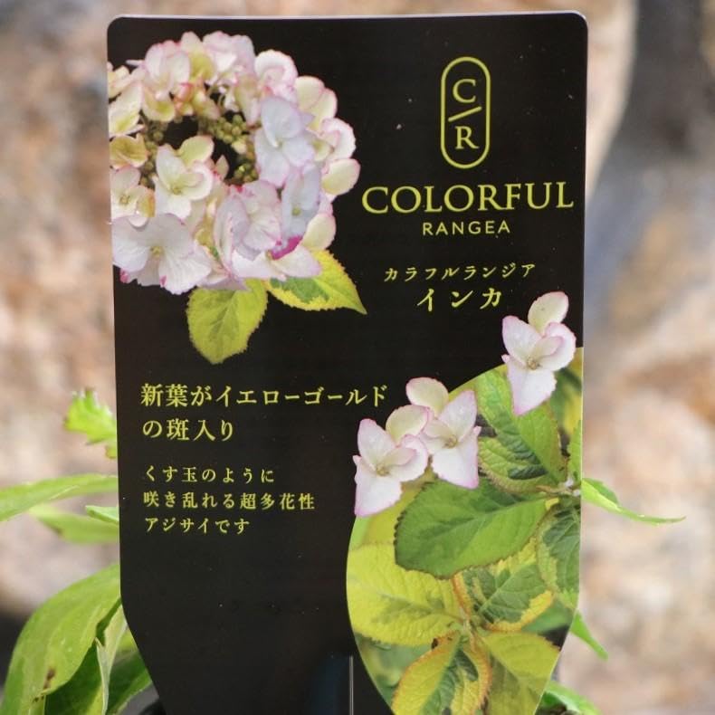 お得！！綺麗な輸入アジサ 苗3 種セイト お得！！綺麗な輸入アジサ 苗3 種セイト （アジサイの美しき世界