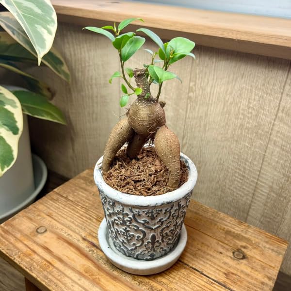 Amazon.co.jp: ミニガジュマル セメント鉢植え 直径9cm 受け皿付き