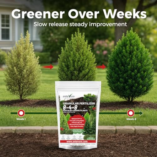 Image of ASTEVORA Evergreen Fertilizer - All-Purpose Granular Plant Food for Outdoor Trees and Shrubs, Azaleas, Magnolias, Pines & Arborvitae - Slow-Release Formula (4 quarts)