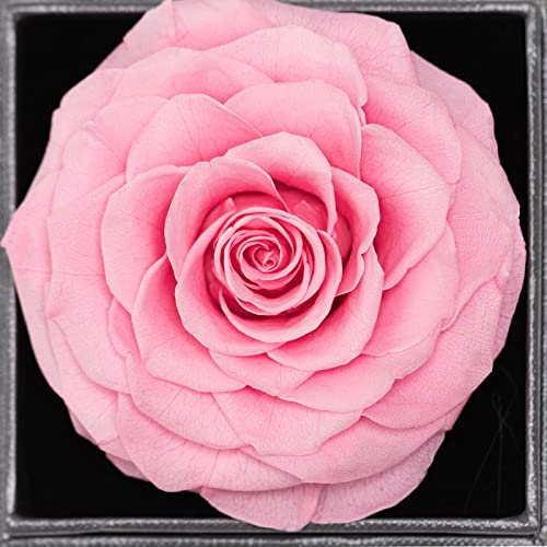 Vera Rosa Eterna con Ti Amo Confezione Regalo