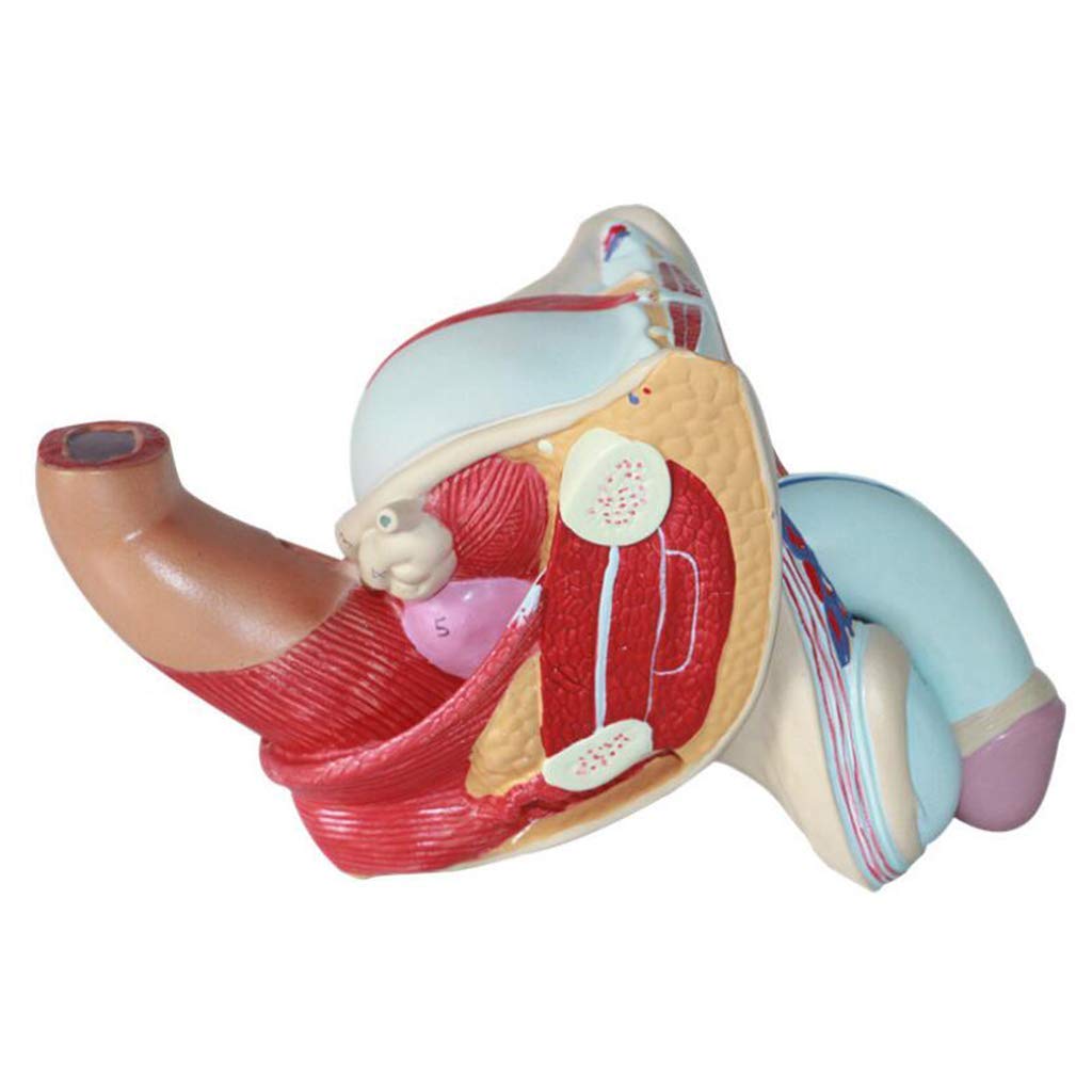 Model anatomiczny Anatomiczny model człowieka Męska reprodukcyjna medyczna pomoc edukacyjna Medyczna pomoc dydaktyczna, modele medyczne i materiały edukacyjne
