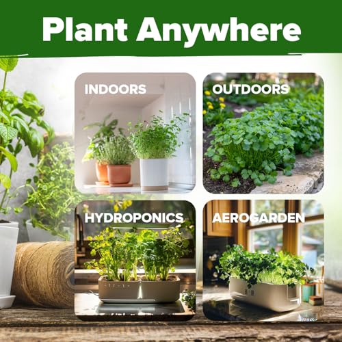 Image of HOME GROWN Non GMO 500+ Cilantro Seeds (Fast Growing) Heirloom Coriander Seeds for Planting Indoors & Outdoors Santo Cilantro Herb for Kitchen Garden, High Germination