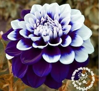 20pcs/bag dahlia flower dahlia seeds,(not dahlia bulbs)bonsai flower seeds gorgeous flower Balcony potted plant for home garden 24