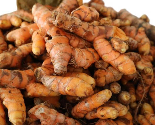 8 Fresh Turmeric Roots for Planting, Golden Orange Turmeric Ginger Whole, Perennial Herb - Image 4