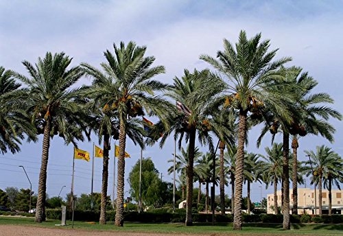 Creative Farmer Palm Tree Seeds Date Palm Sweet Fruit Seeds For Growing Palm Seeds Seeds Kitchen Garden Seeds Pack