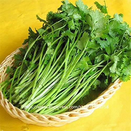 Semillas Germinazione dei Semi: 200 pc Cilantro Semi di Erbe Semi di Verdure Resa fruttuosa Vaso da Giardino