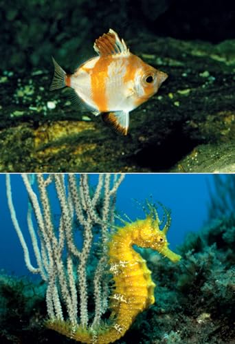 Cosa Vive Nel Mediterraneo? Guida All'identificazione Per I Subacquea E Snorkeling - 8