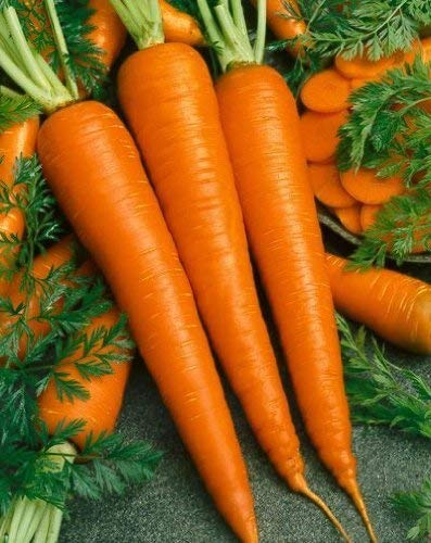 Golden Hills Farm Organic Natural Carrot Seeds (Around 300+ seeds (B07N8JQXKX) Amazon Price History, Amazon Price Tracker