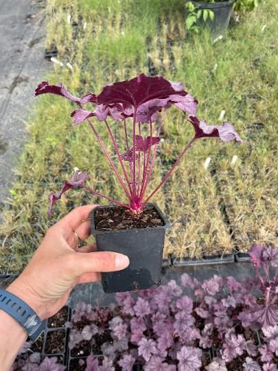 Amethyst Myst Heuchera/Coral Bells in 4 Inch Pot-Great for Spring Planting! (3)