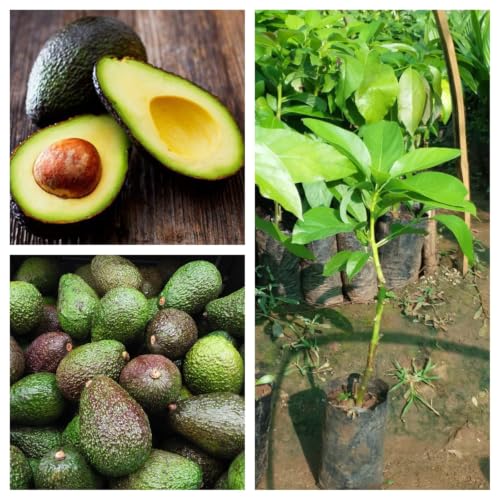 Image of ONE AVOCADO FRUIT PLANT HYBRID ORGANIC OUTDOOR GARDEN LIVE GRAFTING TREE | 24