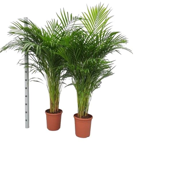Palmera Areca - Pack 2 Unidades - Plantas Naturales de Interior - Dypsis Lutescens - Set de 2 Palmeras de Interior Grandes para Decorar la Casa y la Oficina