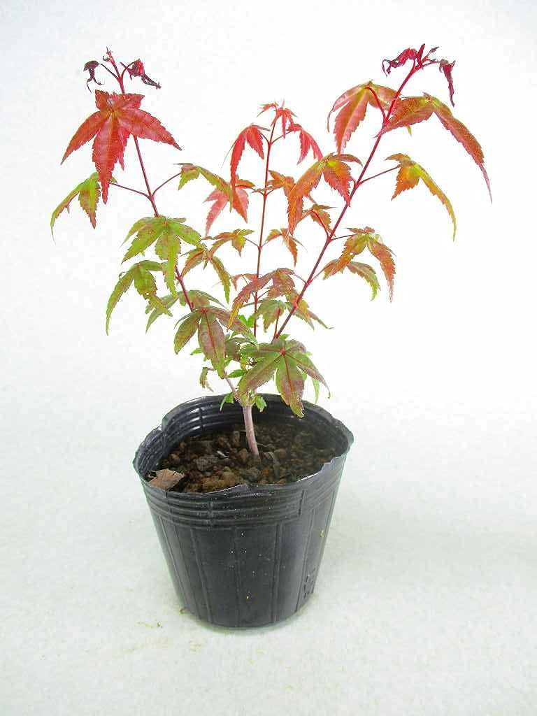 出猩々モミジ デショウジョウ 苗木 3号ポット 全高 約25 紅葉 盆栽素材 鉢 Amazon