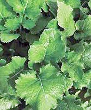 Turnip Seeds,Turnip, Seven Top, Heirloom, 100 Seeds, Non GMO,vegatable