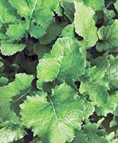Turnip Seeds,Turnip, Seven Top, Heirloom, 100 Seeds, Non GMO,vega...