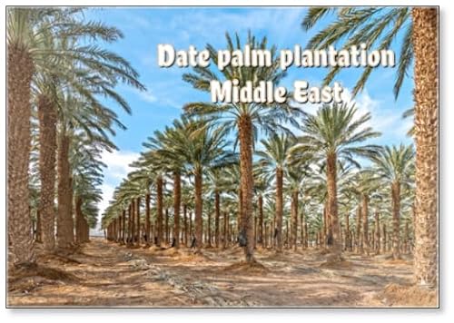 Plantation of Adult Trees of Date Palms for Healthy Food Production. Agriculture of Dates Is Rapidly Developing Industry in Desert Areas of The Middle East, Fridge Magnet