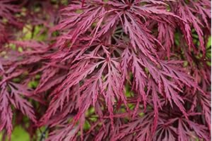 CRIMSON QUEEN WEEPING LACELEAF JAPANESE MAPLE - 3-YEAR LIVE PLANT