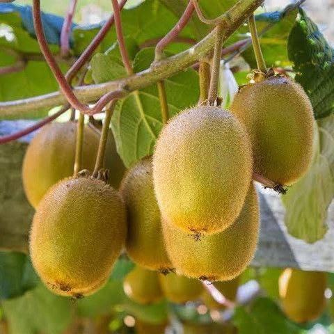 Image of All-Time12 Months Hybrid Grafted Guti Kolom Live Fruit Plant Original & Authentic Organic Tree for Outdoor Fast-Growing Fruit Plant Home Pack Of-1 (Kiwi Fruit Plant, Medium)